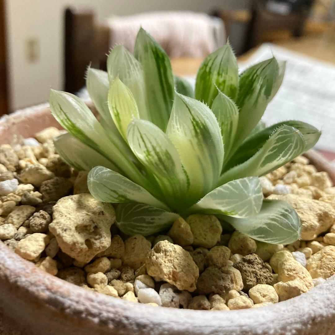 セール　ハオルチア　白蛇伝