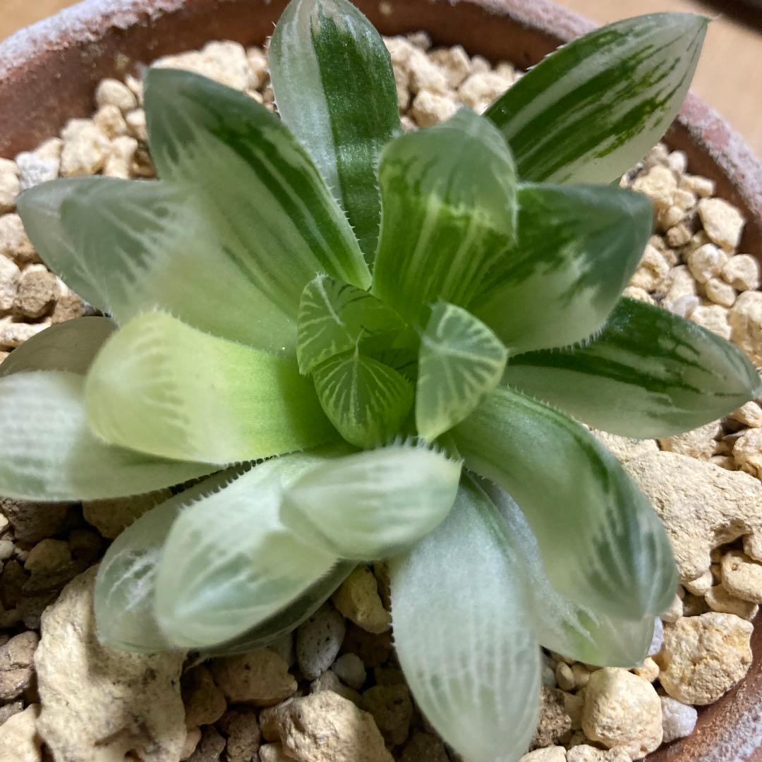 セール　ハオルチア　白蛇伝