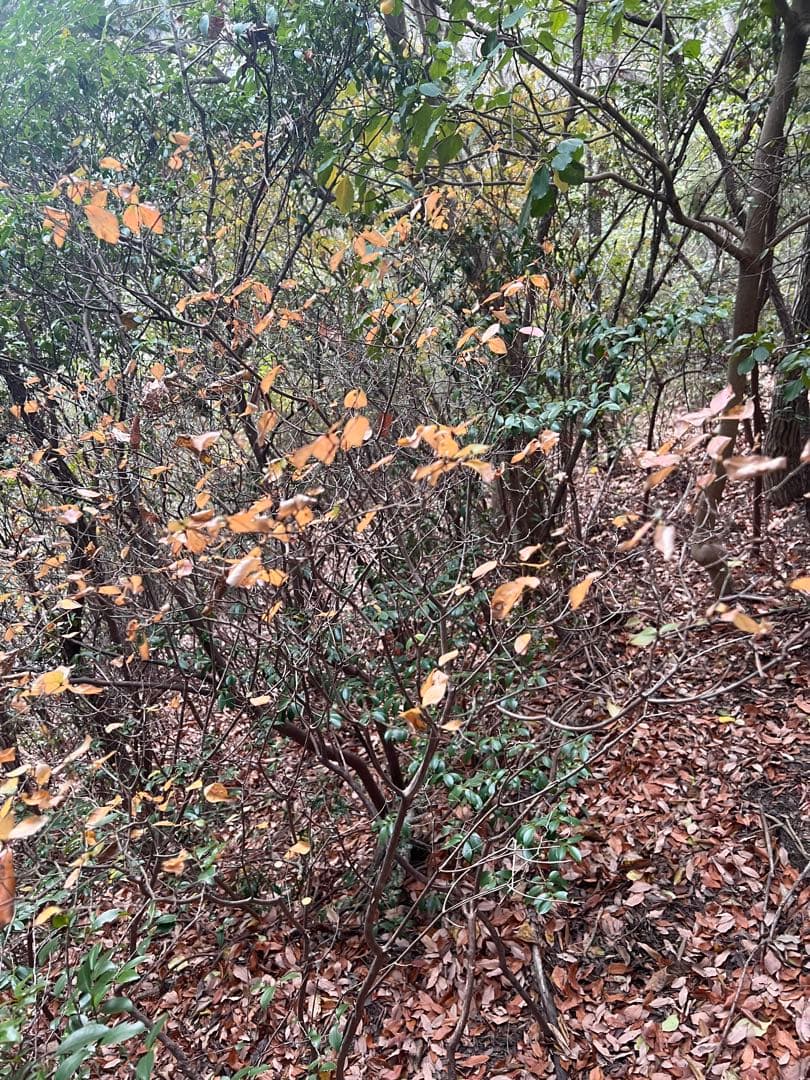 現品　ミツバツツジ　自然樹形　株立　2mほど　山採り 003