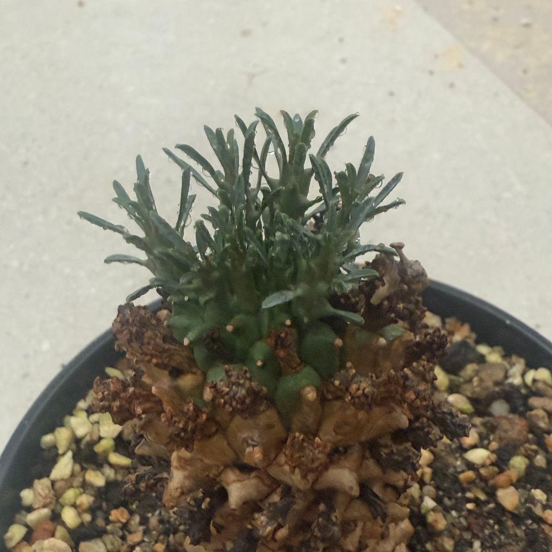 塊根植物euphorbia namibensisユーフォルビアナミベンシス