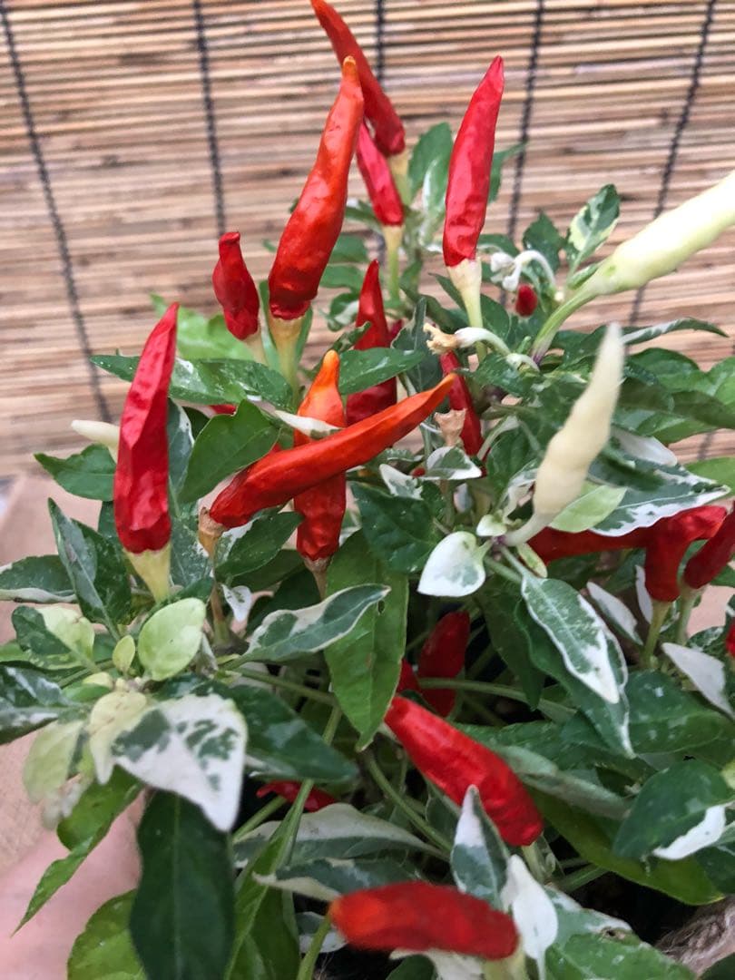 観葉植物 斑入り トウガラシ♡寄植えにも！！