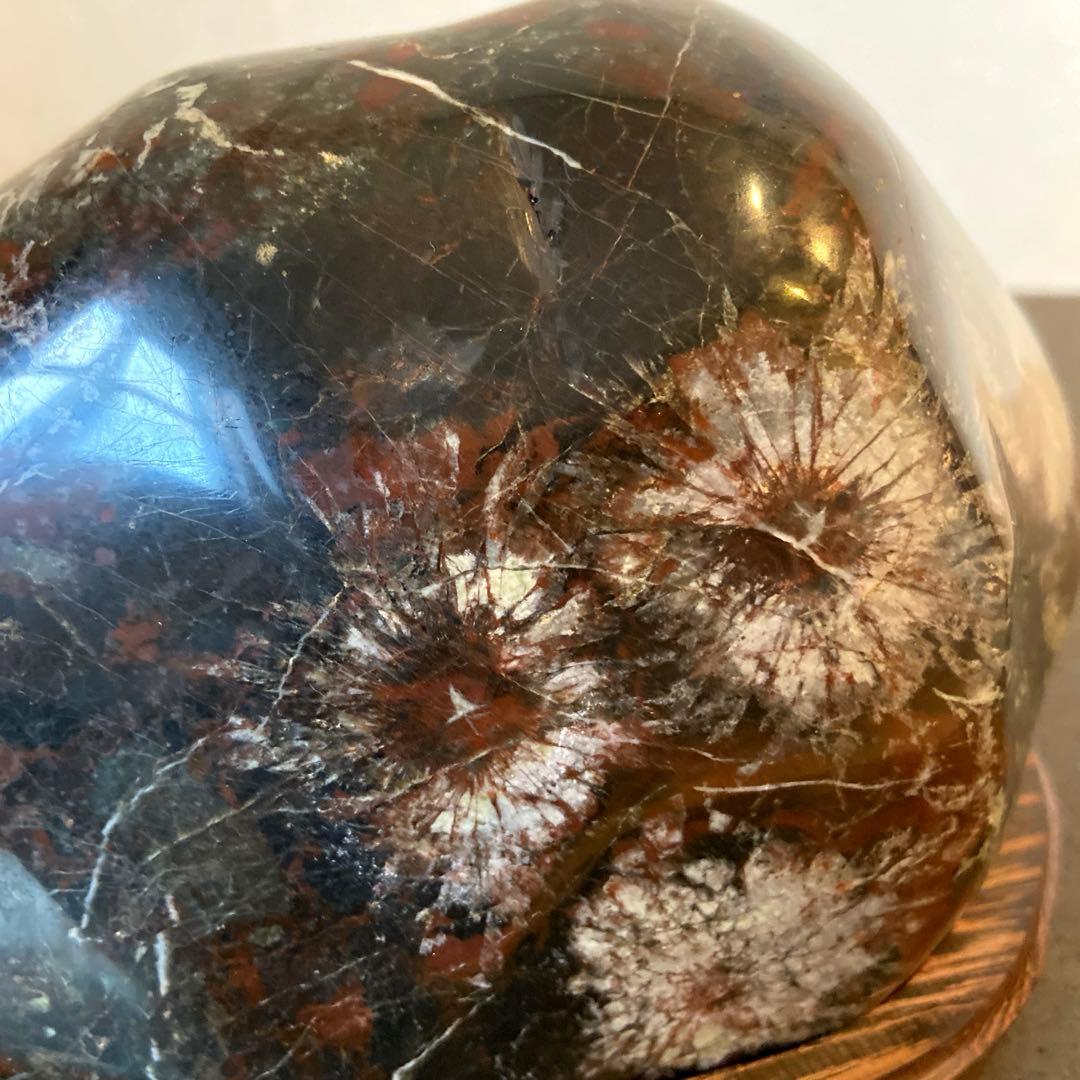 菊花石　★ 鑑賞石　菊花石　水石