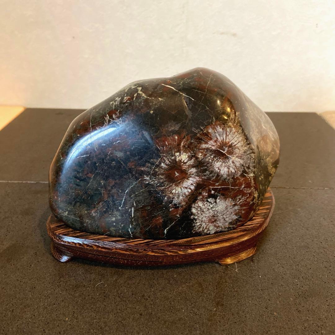 菊花石　★ 鑑賞石　菊花石　水石