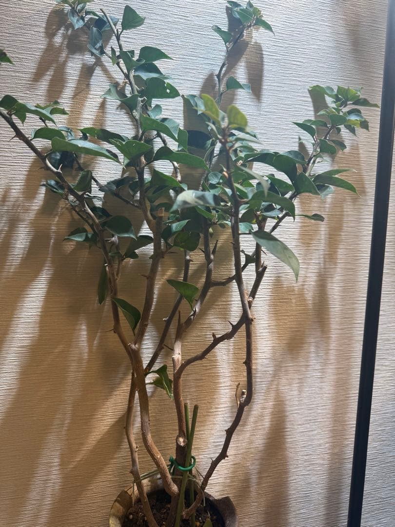 貴重な￼ブーゲンビリア大苗￼