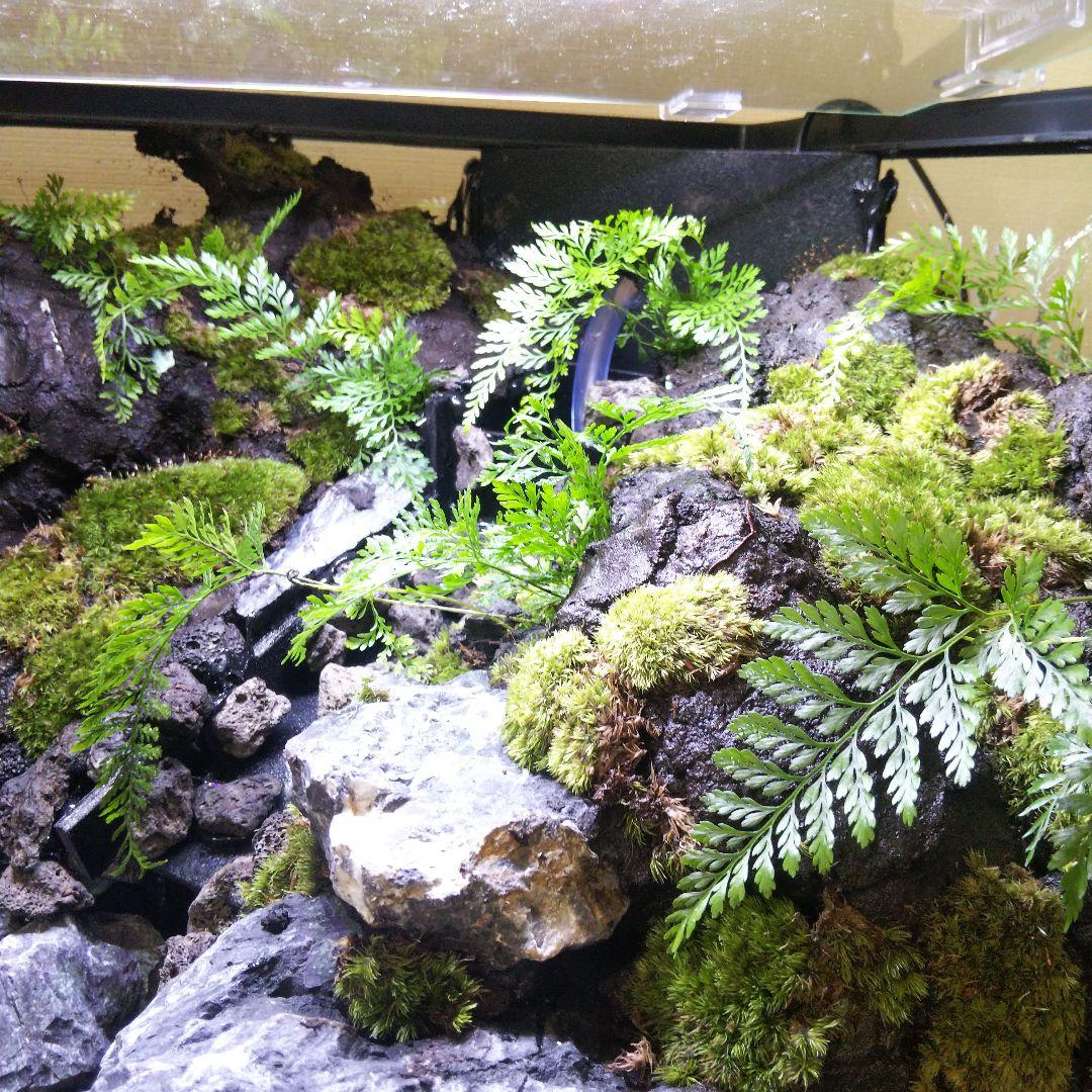 【受注生産】滝のあるアクアテラリウム　グラステラリウム 4530イモリウム