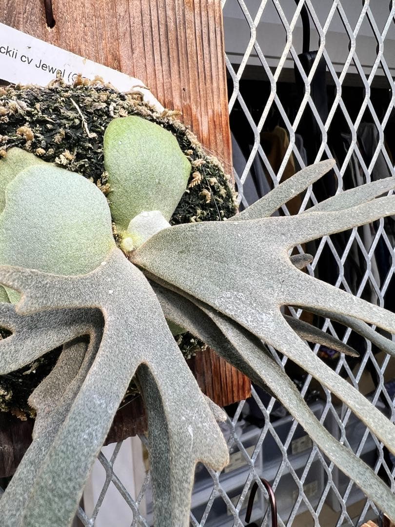 P. Wilinckii Jewel OC（Original Clone）