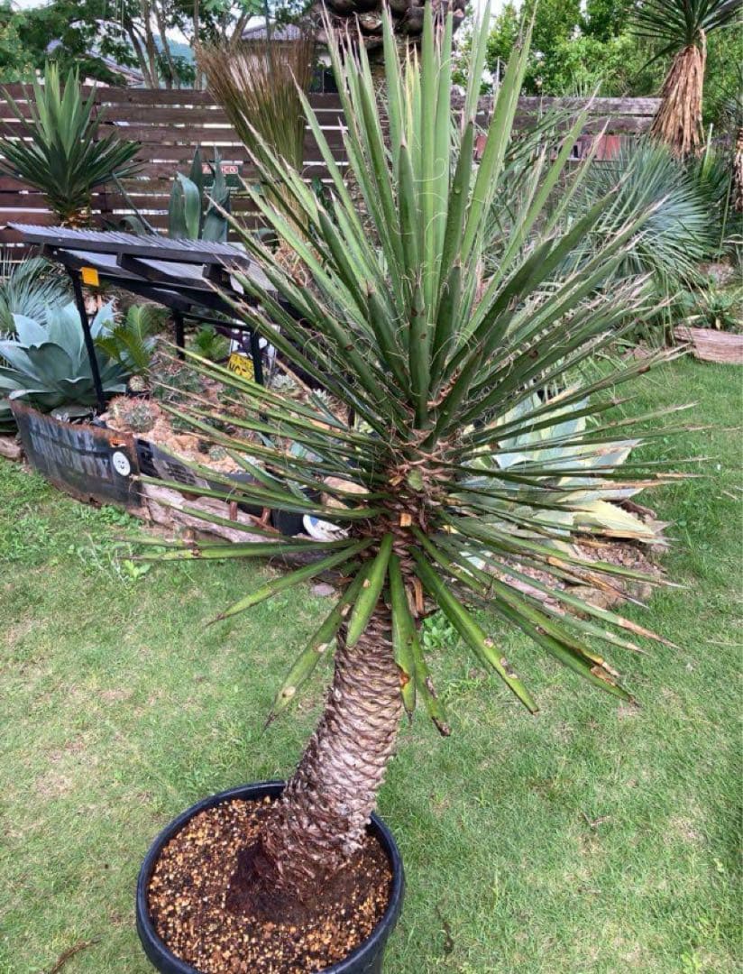 耐寒性ユッカ　フィリフェラ太大株◇ドライガーデン南国アガベ多肉サボテン　ヤシ島