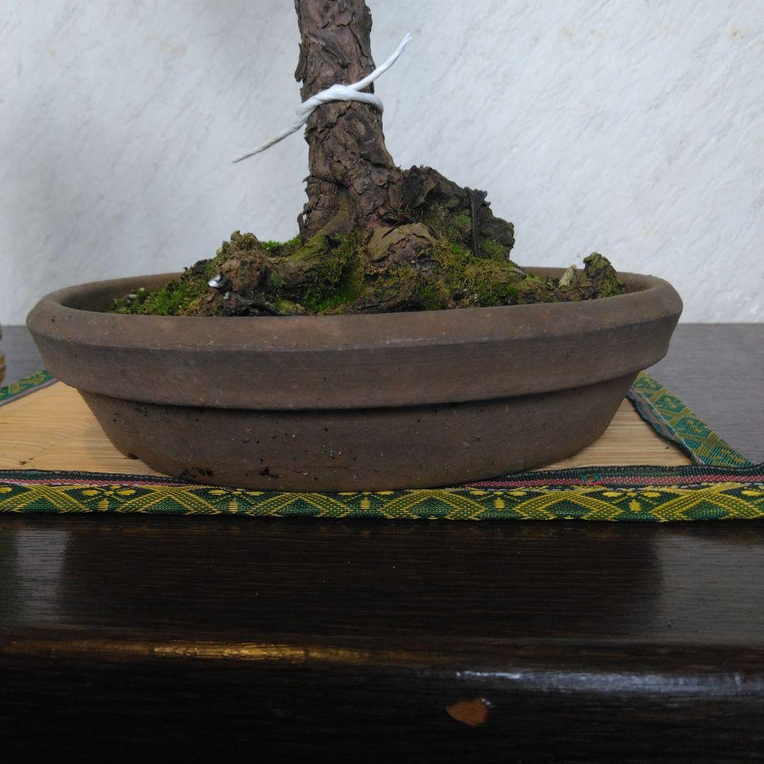 赤松文人盆栽　黒松盆栽、五葉松盆栽、しんぱく盆栽、さつき盆栽