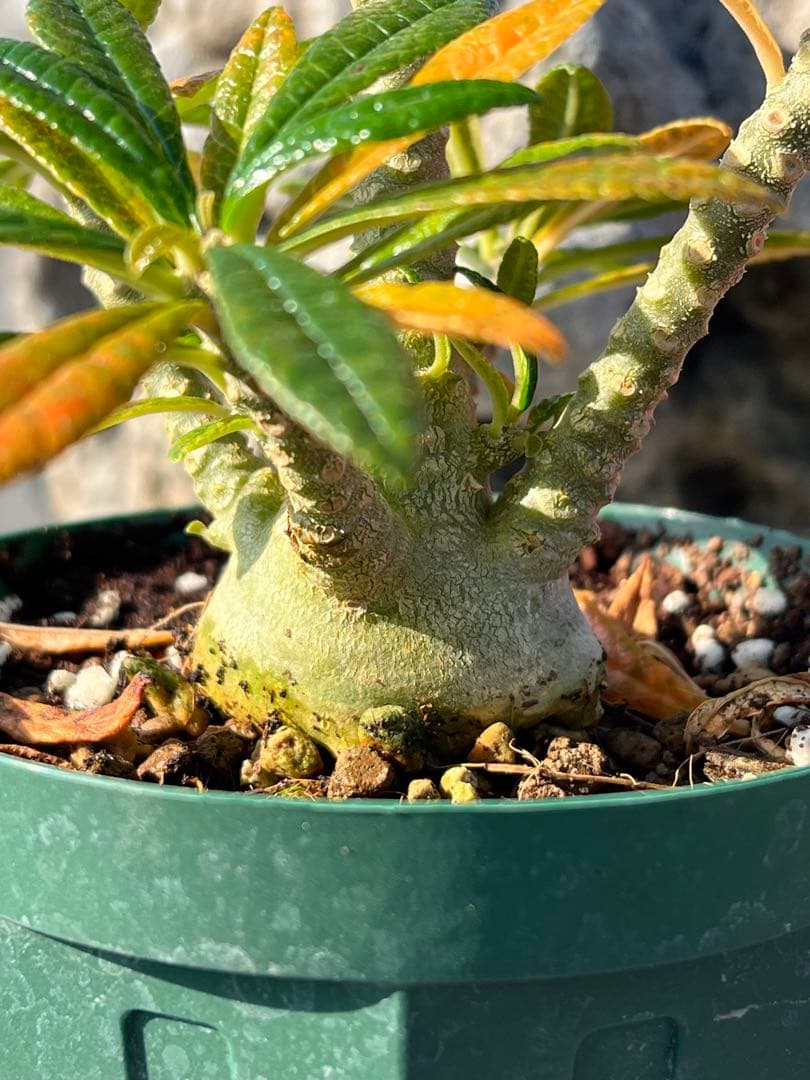 ドルステニアギガス　dorsteniagigas 沖縄実生株　2024塊根部極太