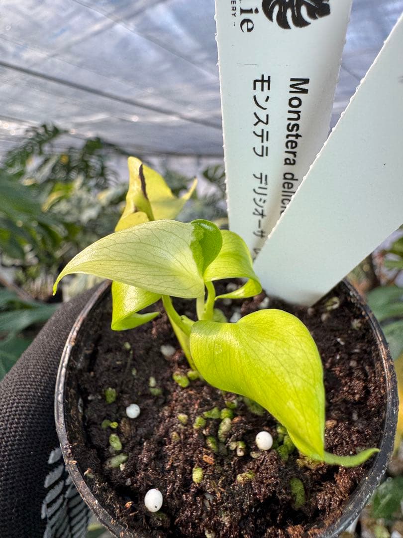 6 モンステラ　デリシオーサ　レオンライム　レモンライム