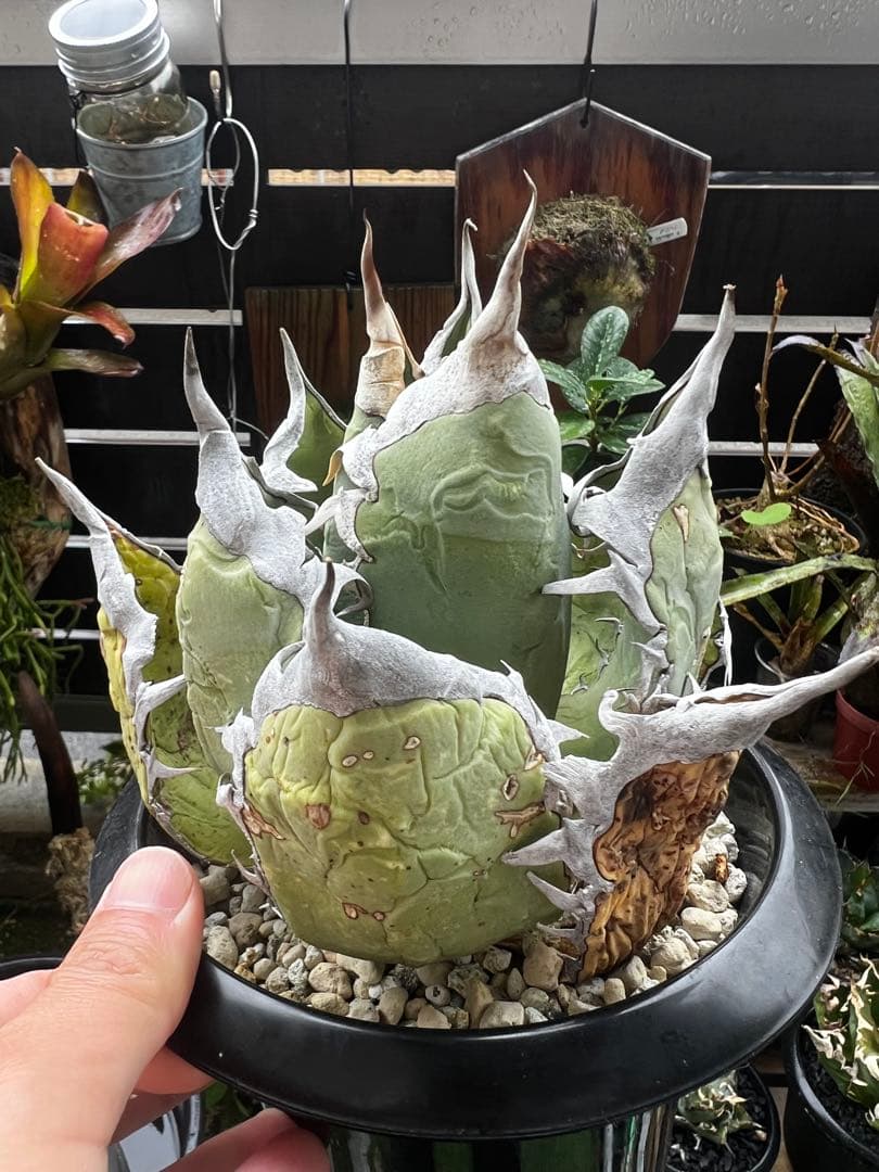 アガベ チタノタ オテロイ オアハカ ワイルド大株