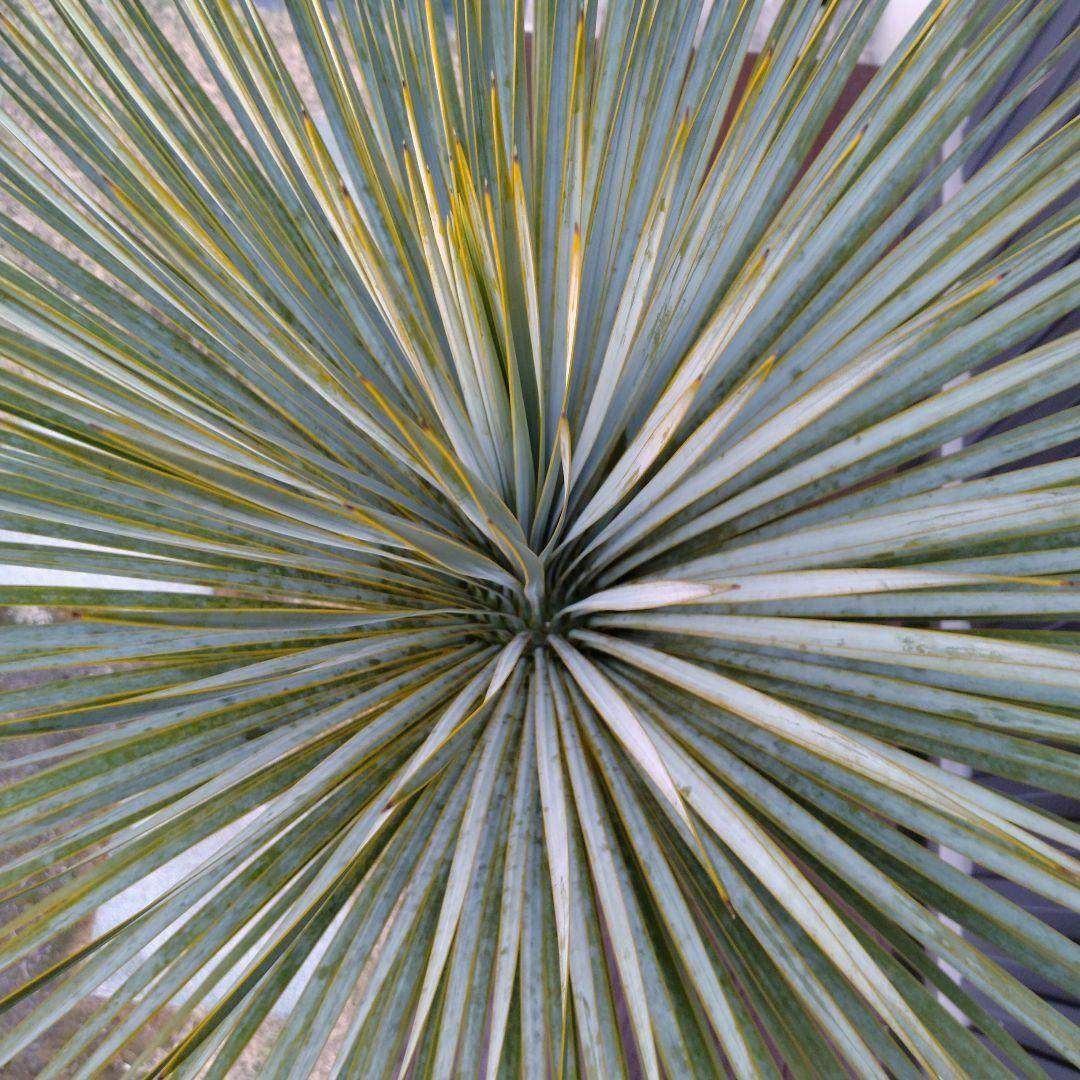 #91 ユッカ ロストラータ yucca rostrata（発根済）