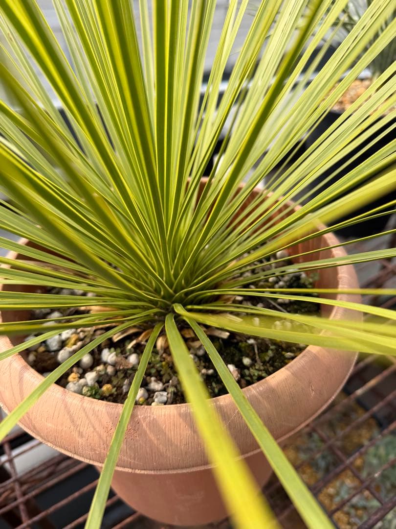 【タイムセール】ユッカ・トンプソニアーナ / レア ロストラータ