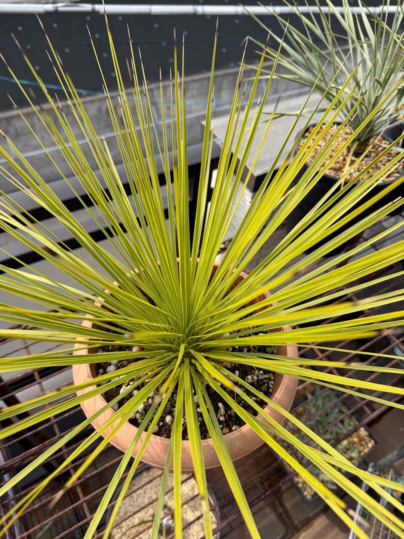 【タイムセール】ユッカ・トンプソニアーナ / レア ロストラータ