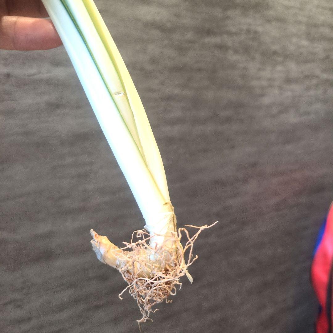 祥製作　ビューティークイーン　ラスト1株　輸入株　ロリダ　多肉植物　アガベ