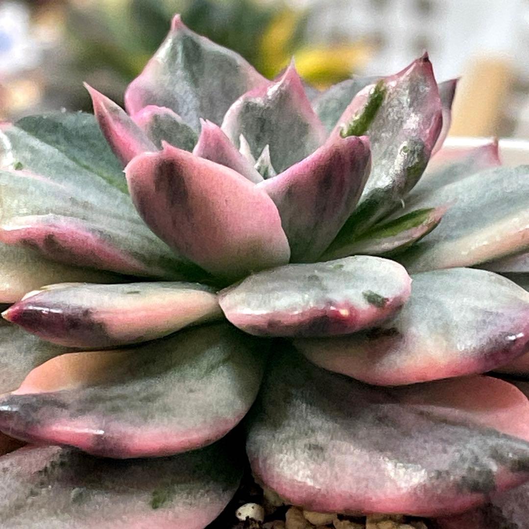 インドネシアから直輸入！　高中品種！　超美苗　ブラックピンクプリンス錦　速達付