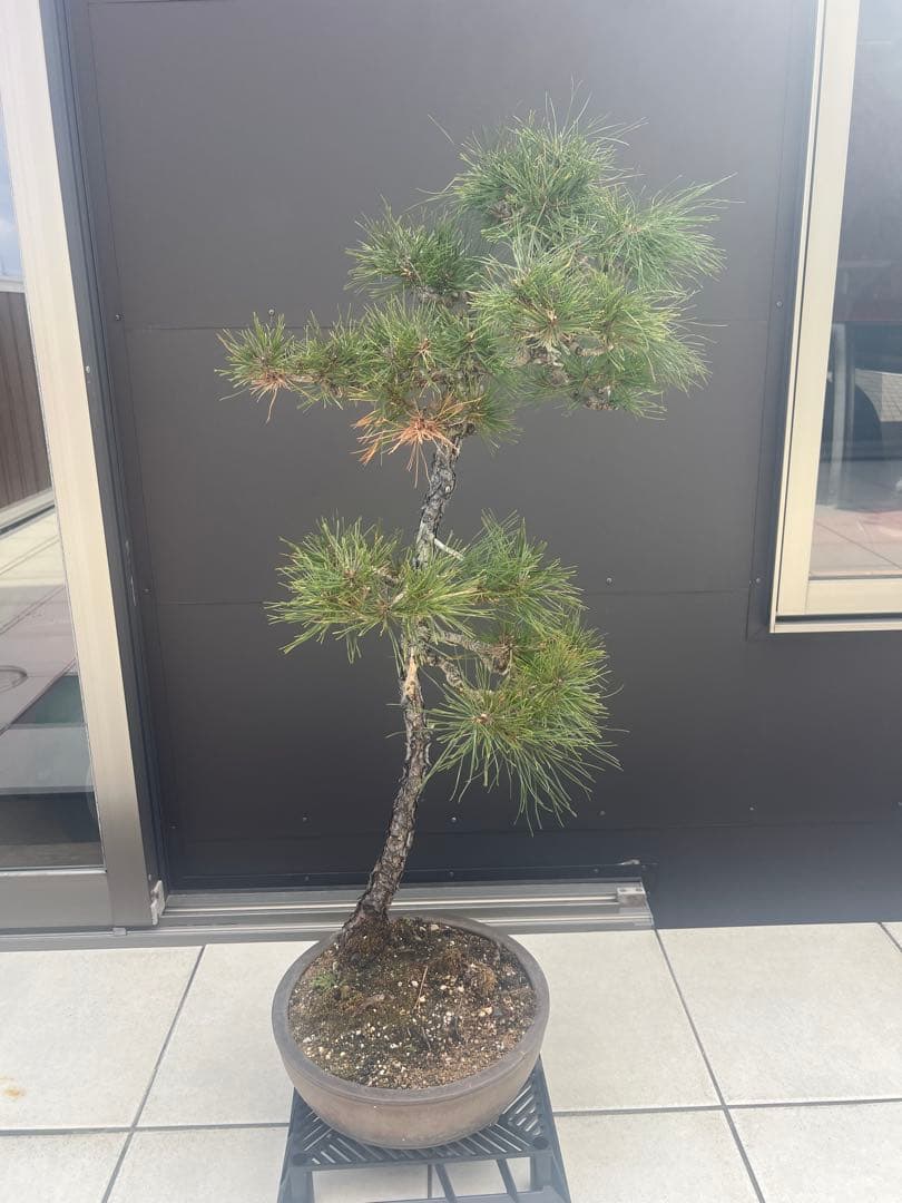 赤松 文人木 盆栽 高さ約90cm