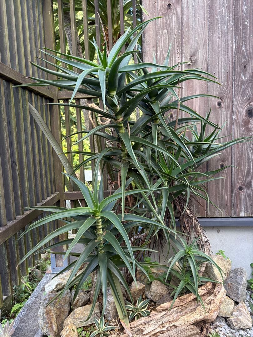 耐寒性アロエ　ストリアツラ複数大株◇ドライガーデン多肉サボテン島アガベ　ユッカ