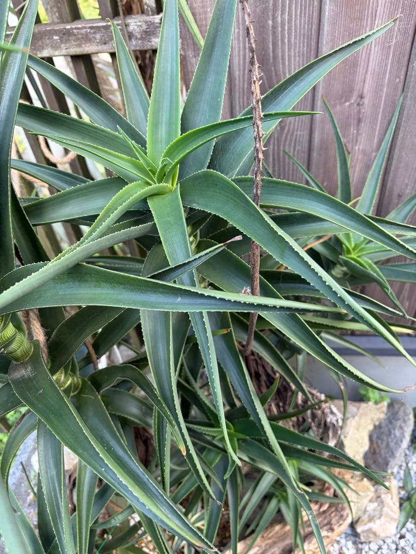 耐寒性アロエ　ストリアツラ複数大株◇ドライガーデン多肉サボテン島アガベ　ユッカ