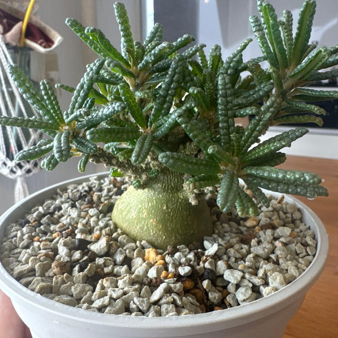 ドルステニアギガスブラータ