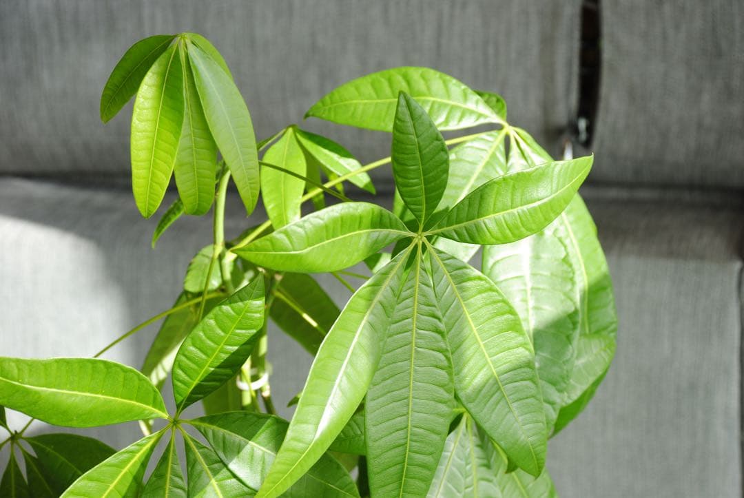 『完動美品』Nikon D3000 + AF-S DX 18-135mm セット