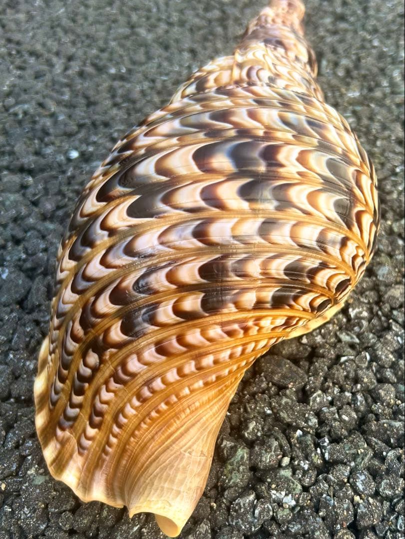 美品　法螺貝　直線31.5cm コレクション