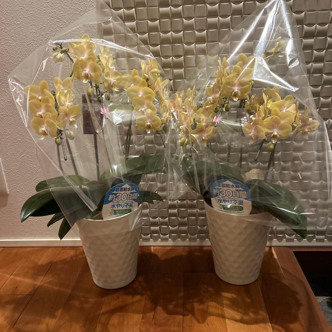 胡蝶蘭　ゴールデンマンボ　6．0寸鉢　2鉢価格