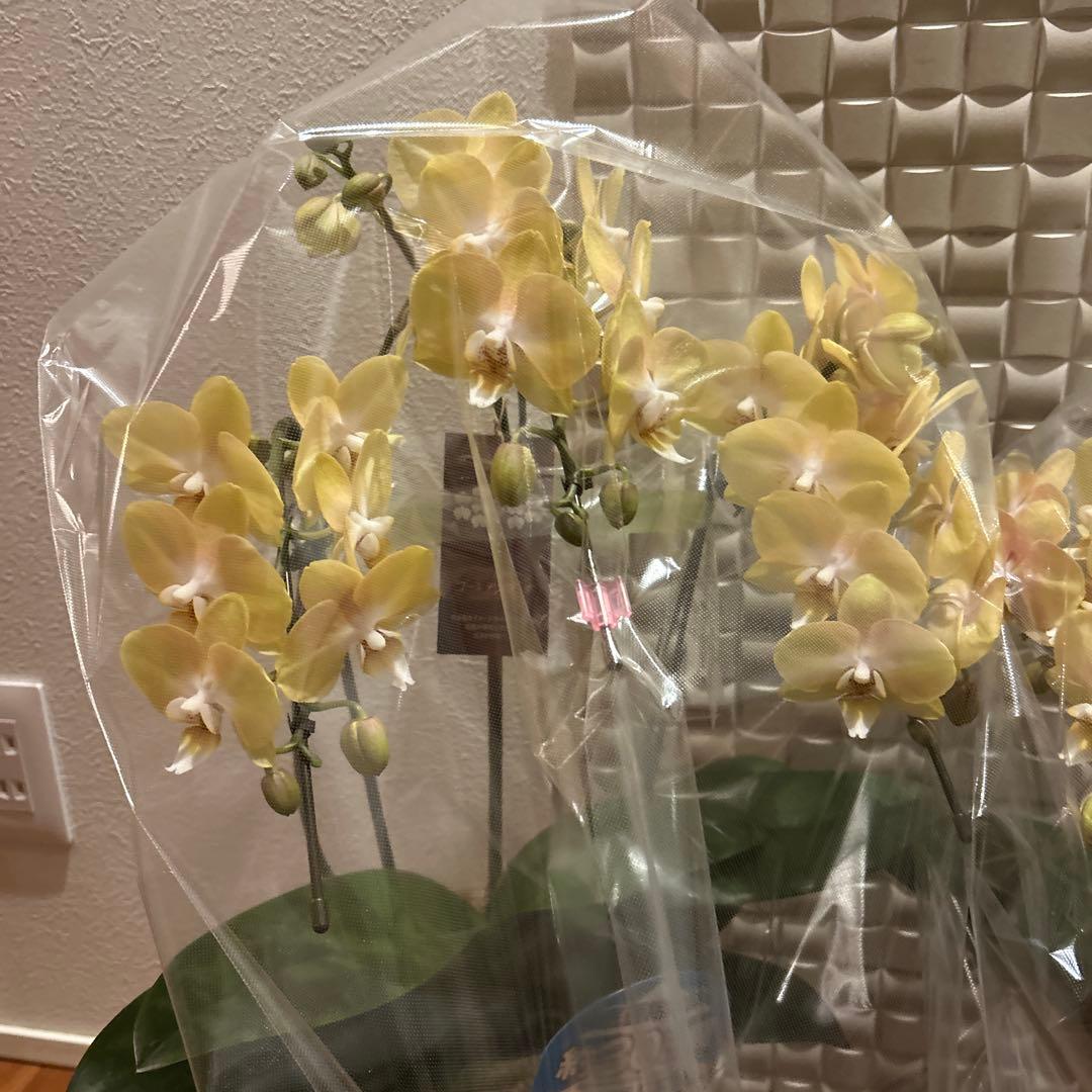 胡蝶蘭　ゴールデンマンボ　6．0寸鉢　2鉢価格