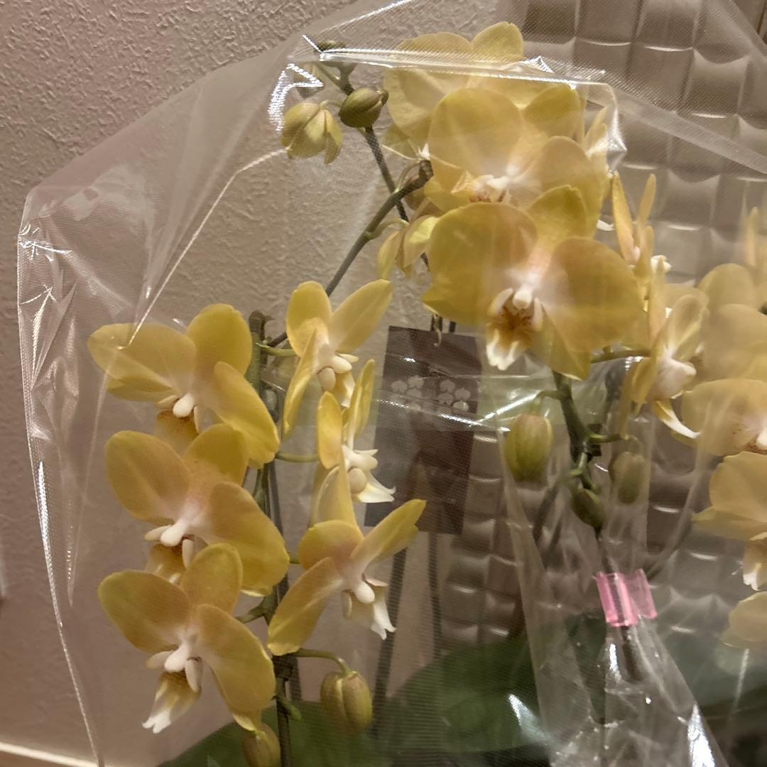 胡蝶蘭　ゴールデンマンボ　6．0寸鉢　2鉢価格