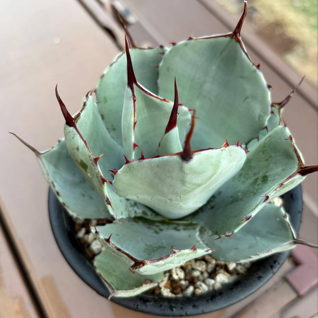 アガベ　美株　パリートランカータ　ハンティントン