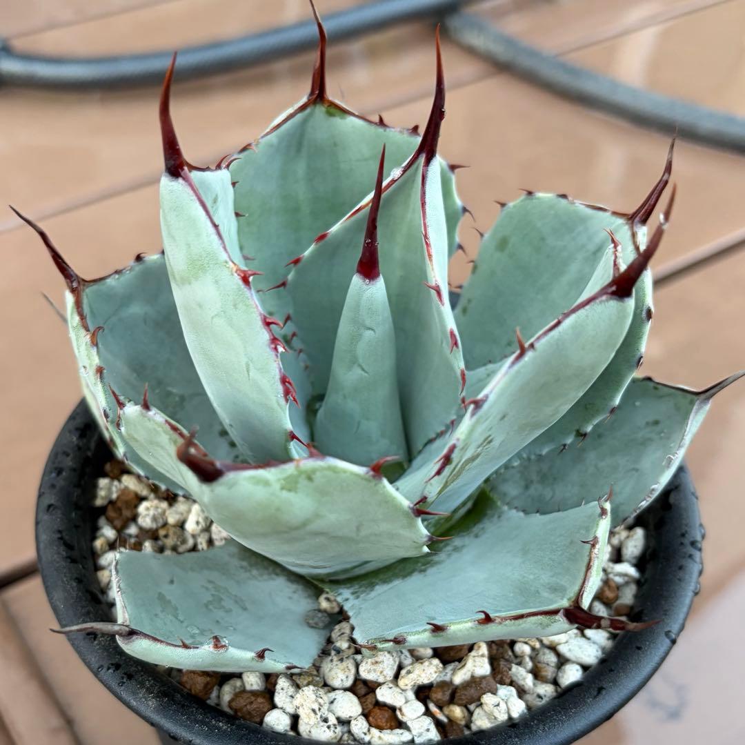 アガベ　美株　パリートランカータ　ハンティントン