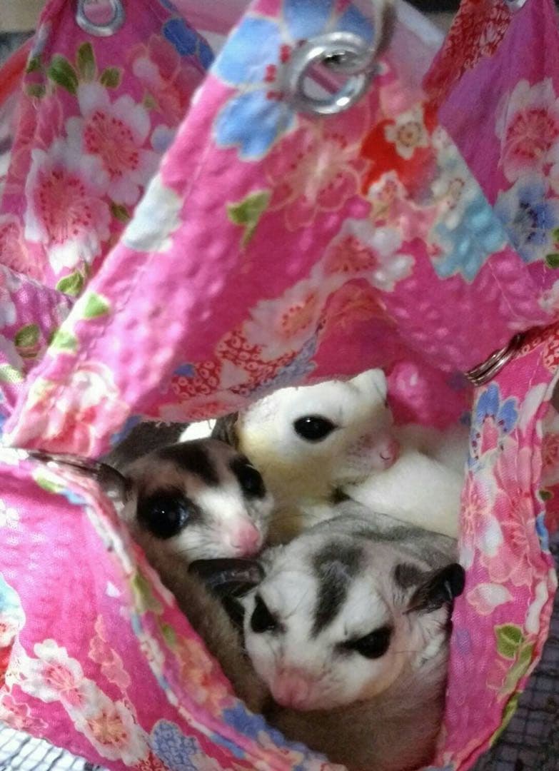 モモンガハウス(ハリネズミ柄)Bタイプ  春(夏)秋仕様   1700円