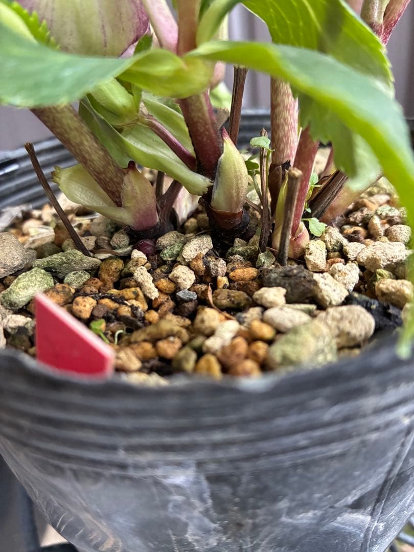 ♡大充実株♡ DDピンクリバーシカップ咲き多花