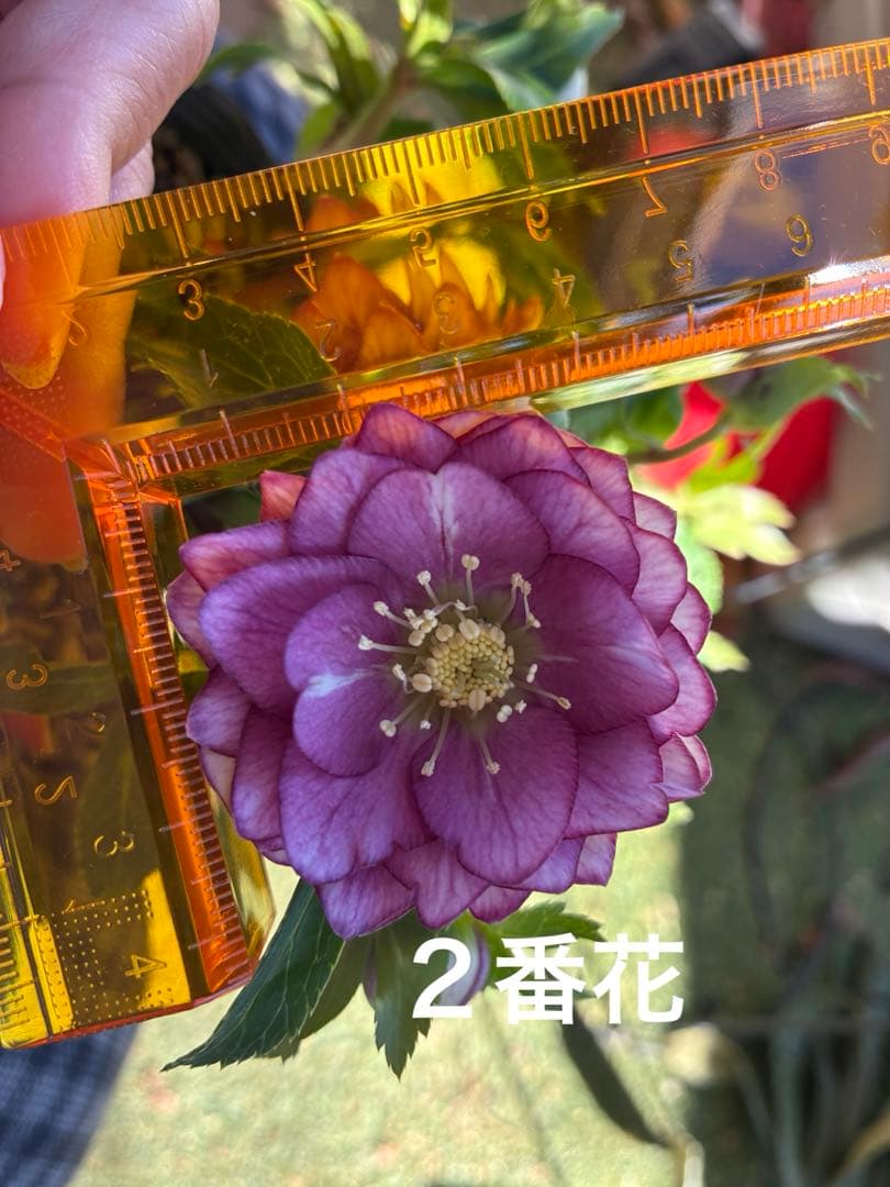 ♡大充実株♡ DDピンクリバーシカップ咲き多花