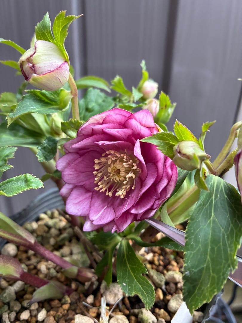 ♡大充実株♡ DDピンクリバーシカップ咲き多花