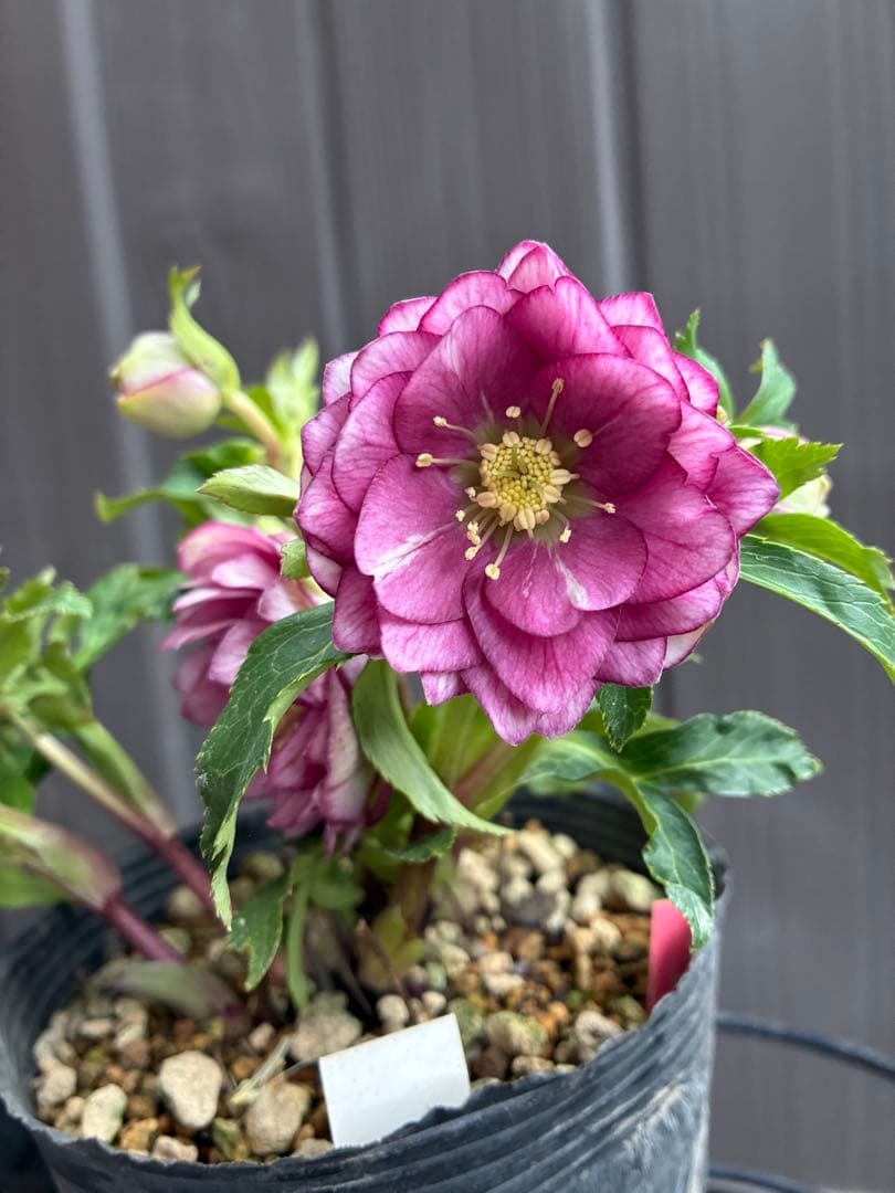 ♡大充実株♡ DDピンクリバーシカップ咲き多花