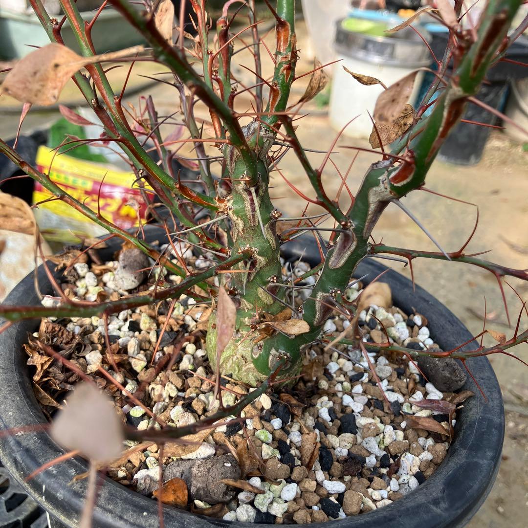 HIROフォークイエリア ファシクラータ