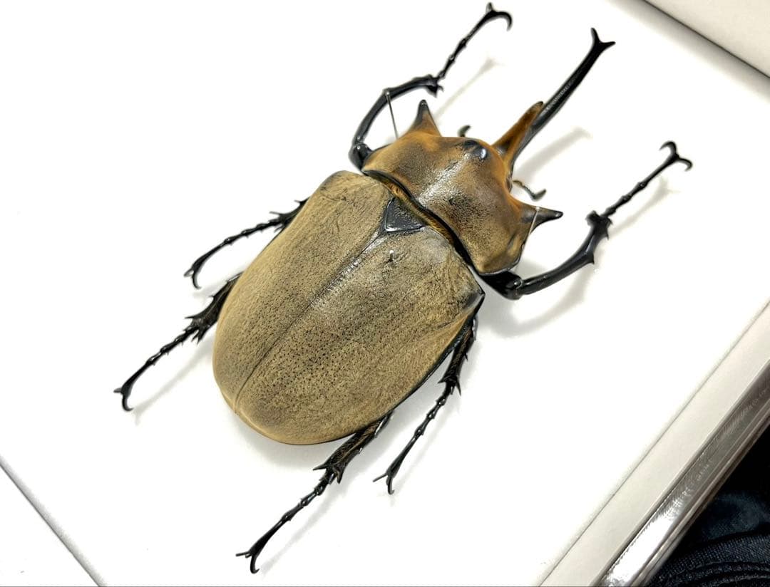 エレファスゾウカブト 112mm 標本
