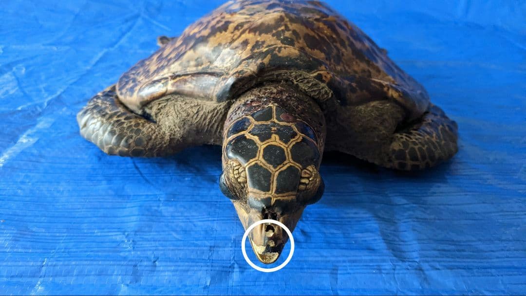 ⑤うみがめ〚タイマイ〛の剥製　 　壁掛けフックつき