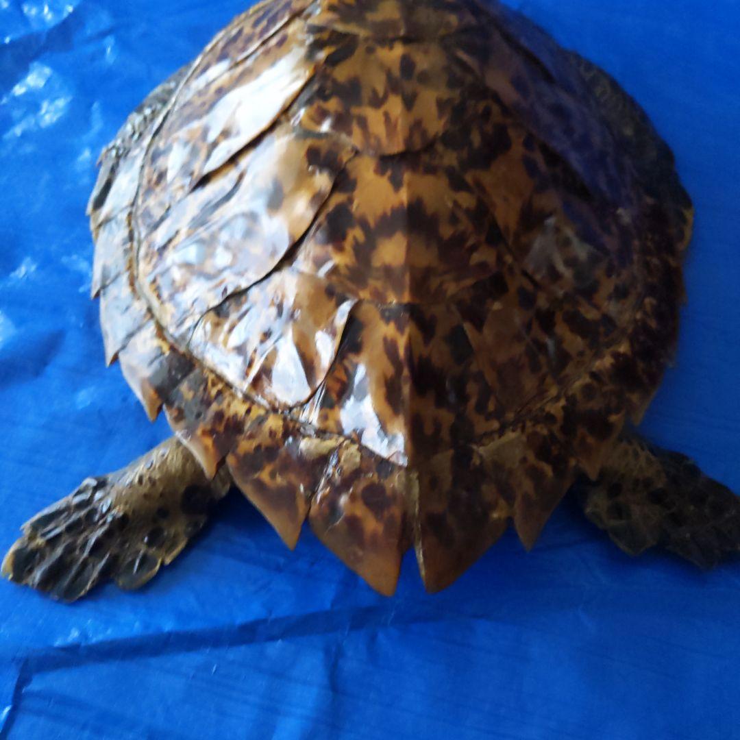 ⑤うみがめ〚タイマイ〛の剥製　 　壁掛けフックつき