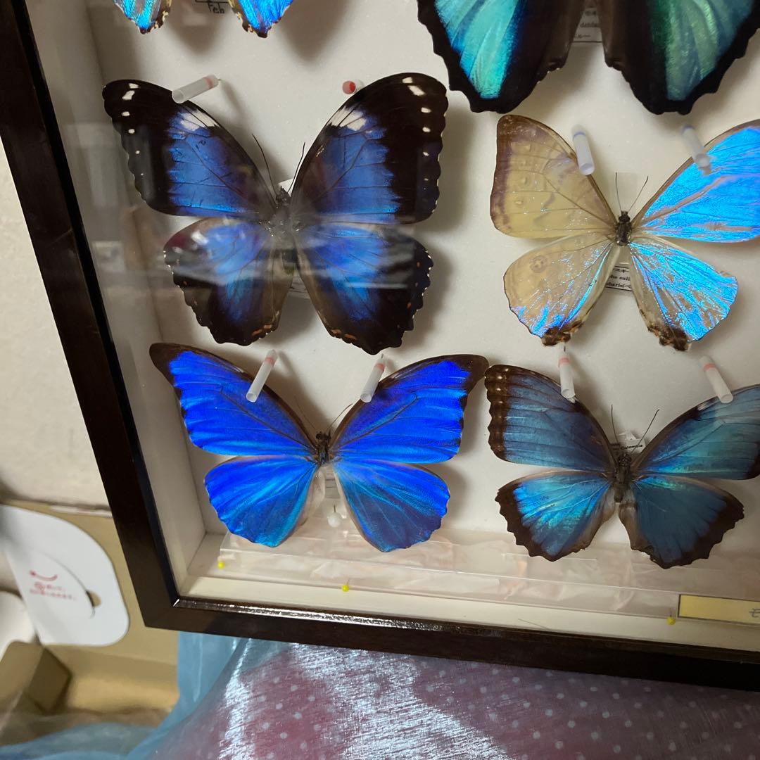 ギラギラモルフォ達