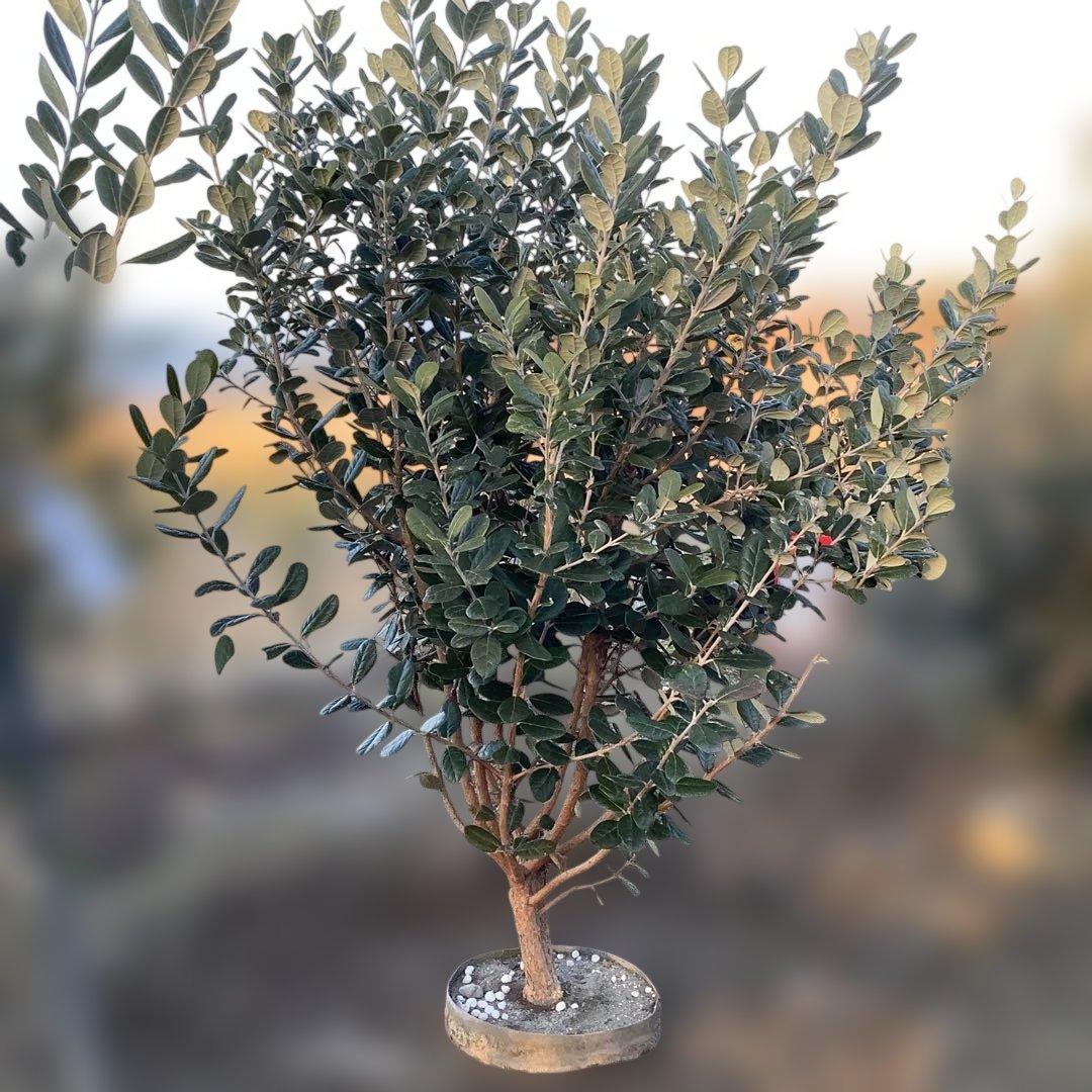 8-1果樹【フェイジョア】樹高約101cm【送料込み】