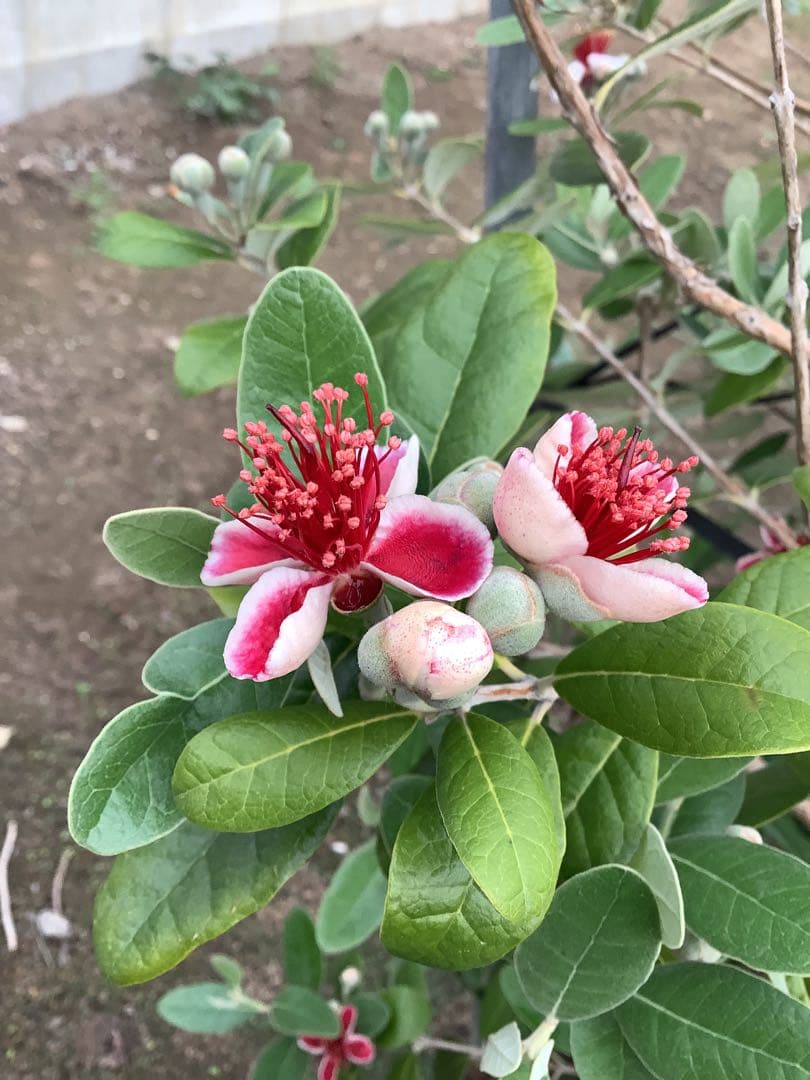 8-1果樹【フェイジョア】樹高約101cm【送料込み】