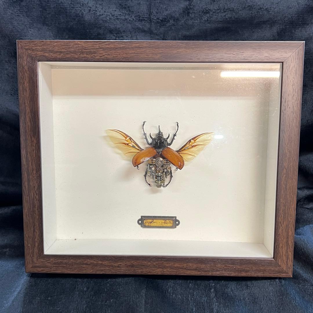 【美品】昆虫標本 甲虫 オブジェ 標本フレーム 木製 インテリア　カブトムシ