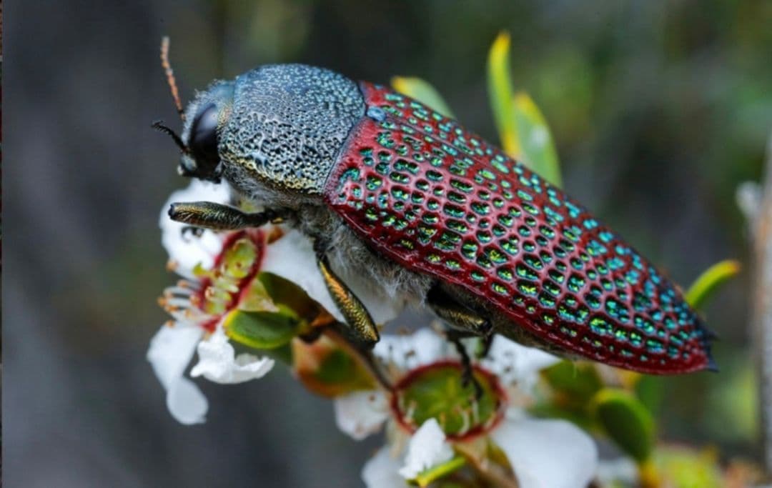 【23mm】キラキラアラメムカシタマムシ 昆虫標本 標本 甲虫 カミキリ