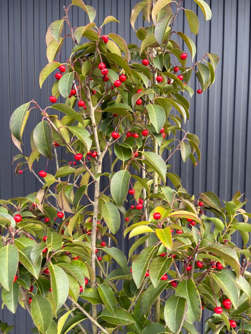 ◆ソヨゴ◆常緑樹◆複数株立◆雌株◆赤い実いっぱい‼️◆①