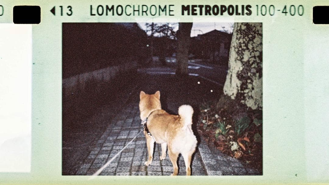 中古良品 Lomomatic 110 Camera&Flash Bellagio