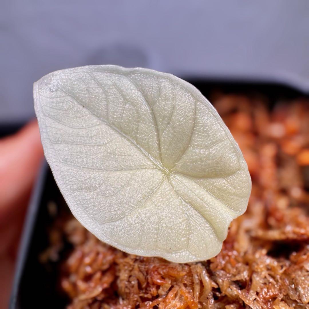 アロカシア メロ アルボ バリエガータ 斑入り