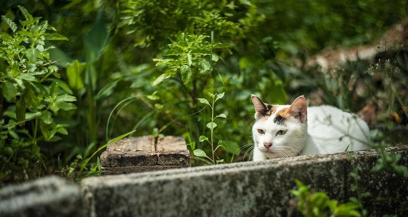 86 デッドストック　ぐるぐるボケレンズ　ヘリオス　44-2　M42アダプター付