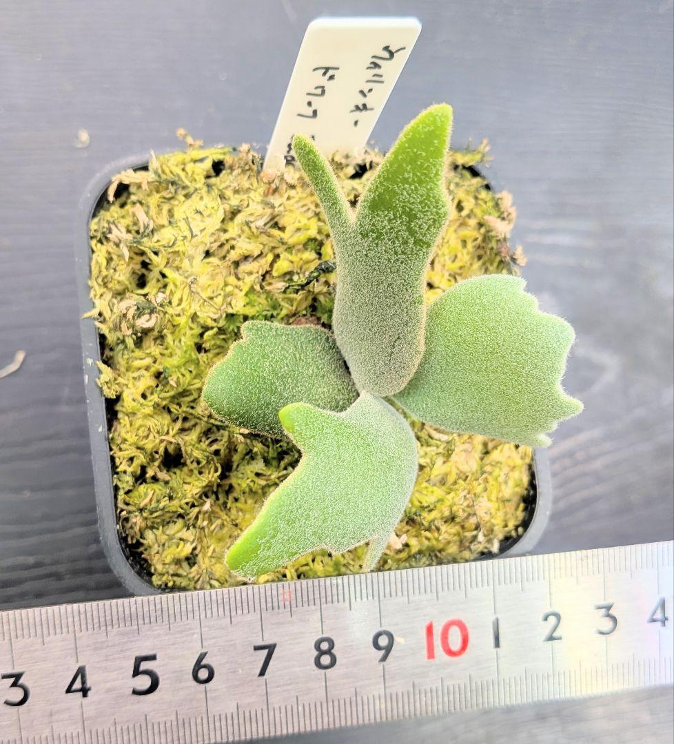 ビカクシダ　dwarf　jade girl苗CBac③伊A su_aqua